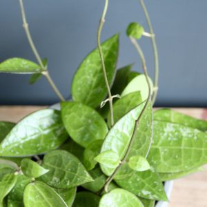 hoya-parasitica-black-edge-rastlinkovo