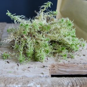 Spagnum moss