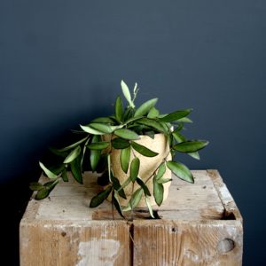 hoya-longifolia-china-beans-rastlinkovo