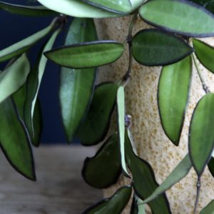 hoya-longifolia-china-beans-rastlinkovo