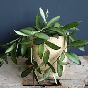 hoya-longifolia-china-beans-rastlinkovo