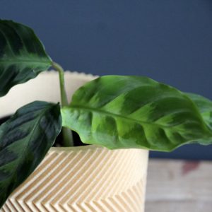 calathea-warscewiczii-rastlinkovo