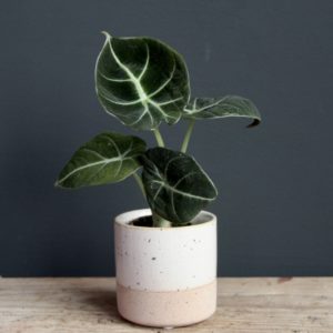 alocasia black velvet