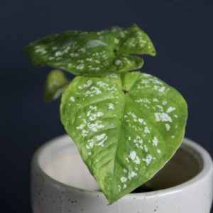 caladium-bicolor-kaladium-rastlinkovo