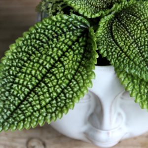 pilea-moon-valley-rastlinkovo