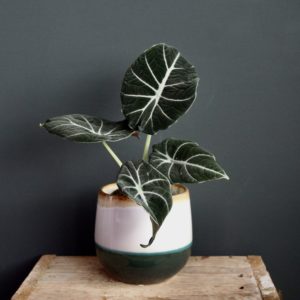 alocasia-black-velvet-rastlinkovo