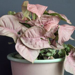 syngonium-neon-robusta-rastlinkovo