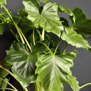 philodendron-giganteum-rastlinkovo