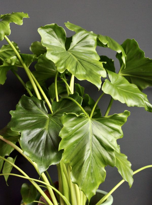 philodendron giganteum