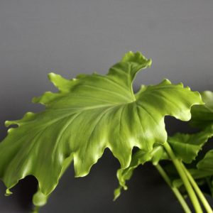 philodendron-giganteum-rastlinkovo