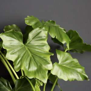 philodendron-giganteum-rastlinkovo