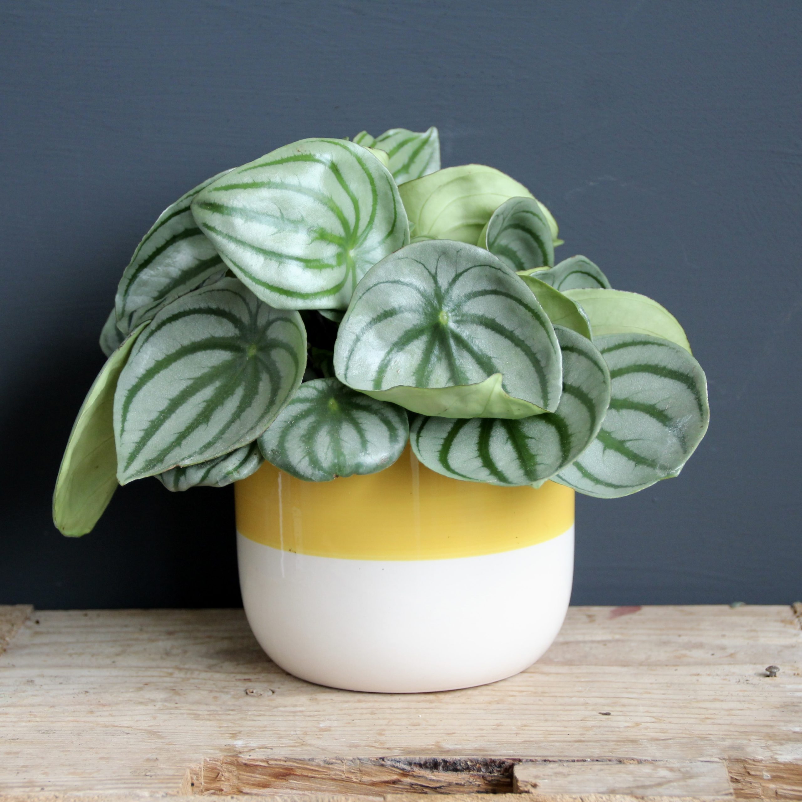 Kvetináč Yellow White Ø 12 cm 2 peperomia-polybotrya-raindrop-rastlinkovo