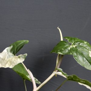 syngonium albo variegata