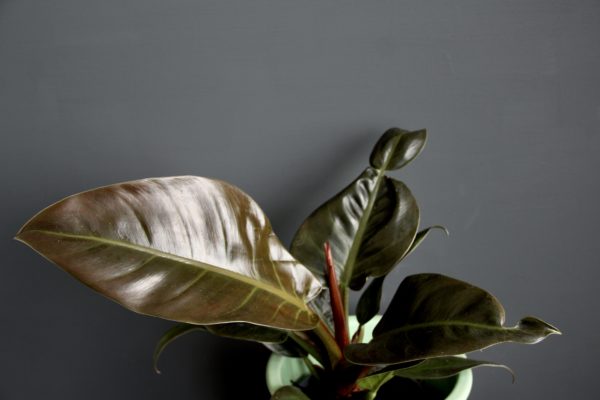 philodendron imperial red