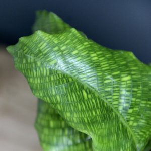 calathea-musaica-rastlinkovo