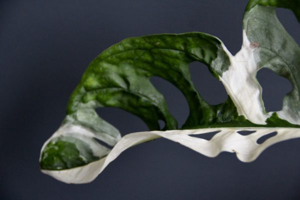 monstera adansonii variegata
