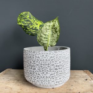 dieffenbachia-reflector-rastlinkovo