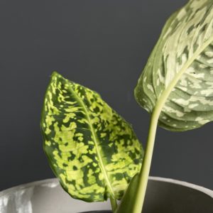 dieffenbachia-reflector-rastlinkovo