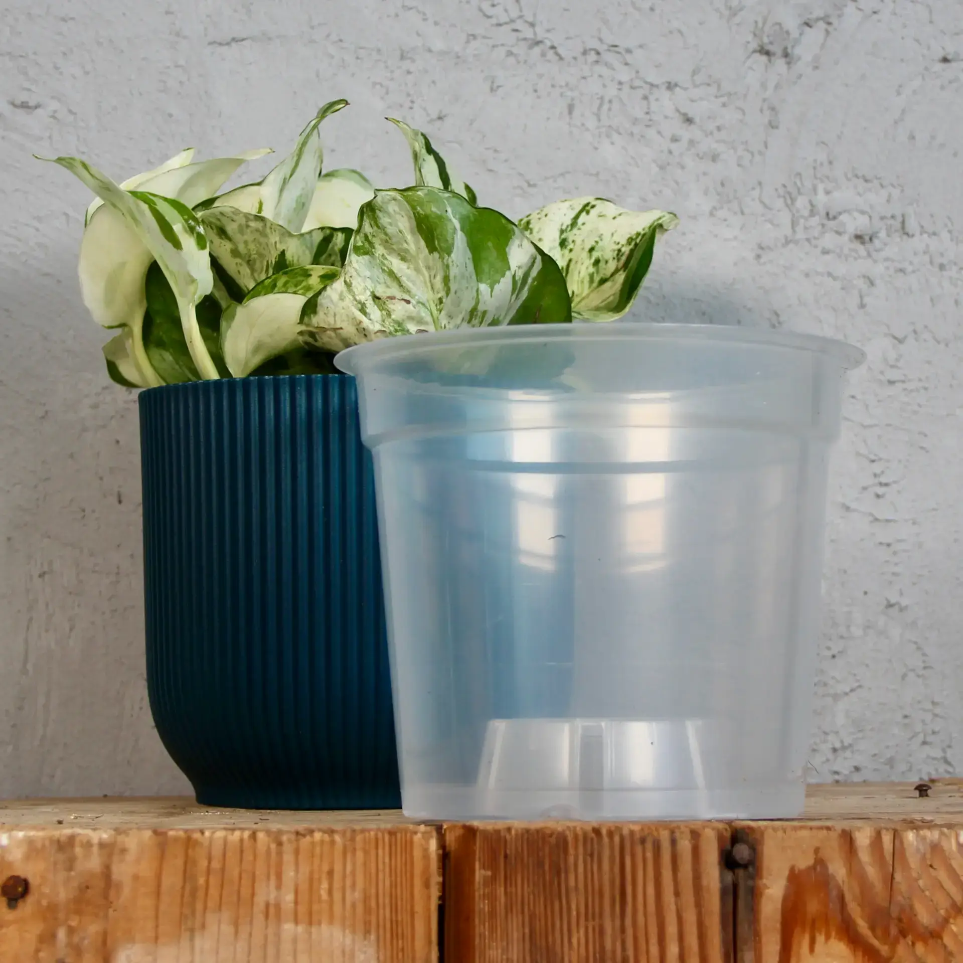 Plastový obal priesvitný Ø 6 cm - Ø 17 cm 5 plastovy-obal-priesvitny-rastlinkovo