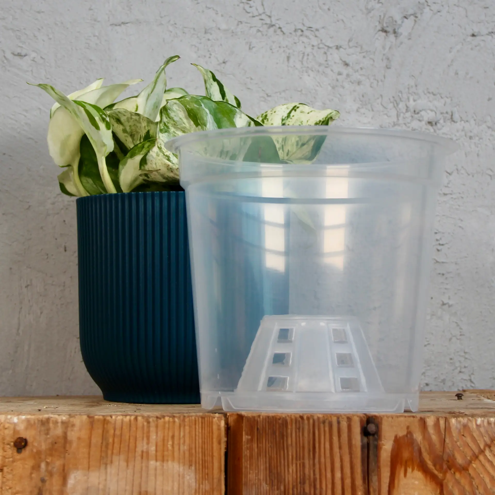 Plastový obal priesvitný Ø 6 cm - Ø 17 cm 6 plastovy-obal-priesvitny-rastlinkovo