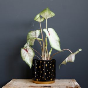 Rastlinkovo.sk - Rastlinkovo je kráľovstvo rastlín a doplnkov na ich pestovanie 64 caladium-pearl-blush-rastlinkovo