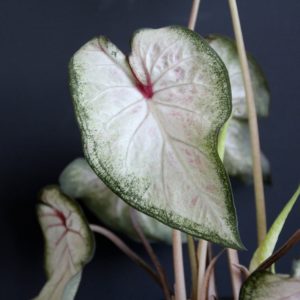 Rastlinkovo.sk - Rastlinkovo je kráľovstvo rastlín a doplnkov na ich pestovanie 63 caladium-pearl-blush-rastlinkovo