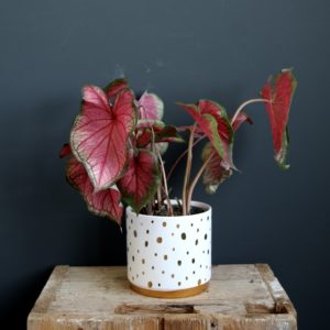 caladium-fannie-munson-rastlinkovo