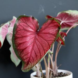 caladium-fannie-munson-rastlinkovo