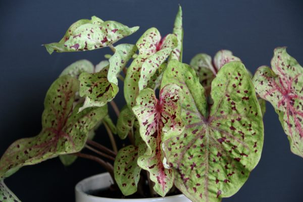 caladium miss muffet