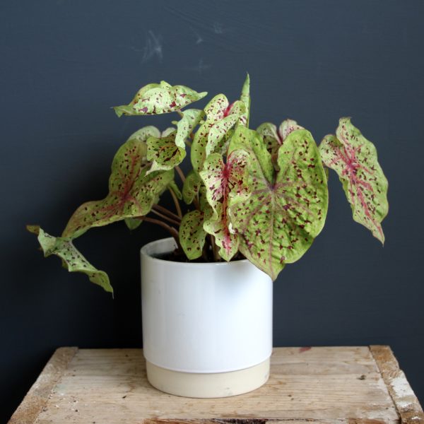 caladium miss muffet