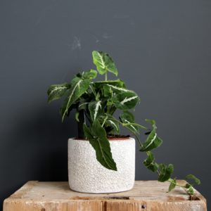 syngonium-wendladii-rastlinkovo