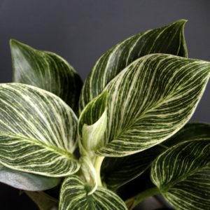 philodendron-birkin-white-measure-rastlinkovo