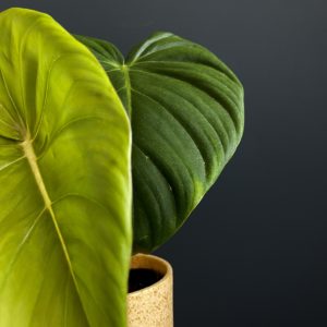 philodendron dean mcdowell