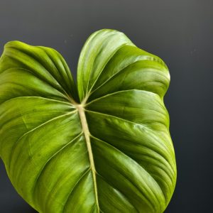 philodendron dean mcdowell