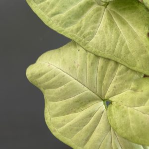 syngonium-milk-confetti-rastlinkovo