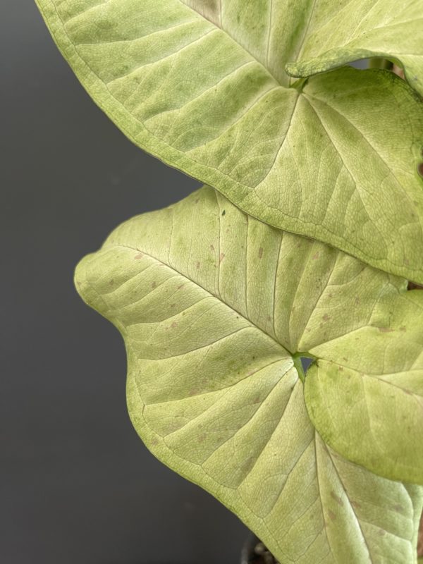 syngonium confetti