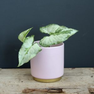 syngonium-three-kings-rastlinkovo