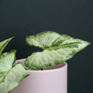 syngonium-three-kings-rastlinkovo