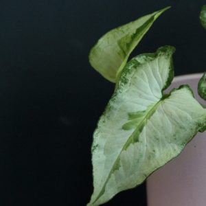 syngonium-three-kings-rastlinkovo