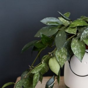 hoya-carnosa-rastlinkovo