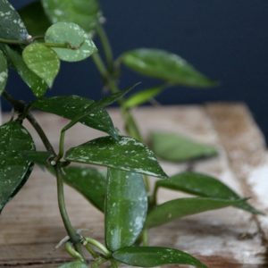 hoya-carnosa-rastlinkovo
