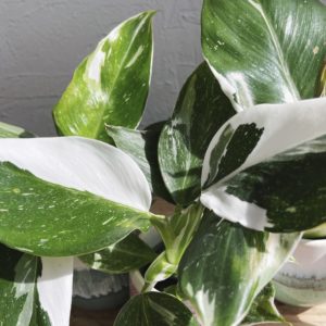 philodendron-trio-set-izbovych-rastlin-rastlinkovo