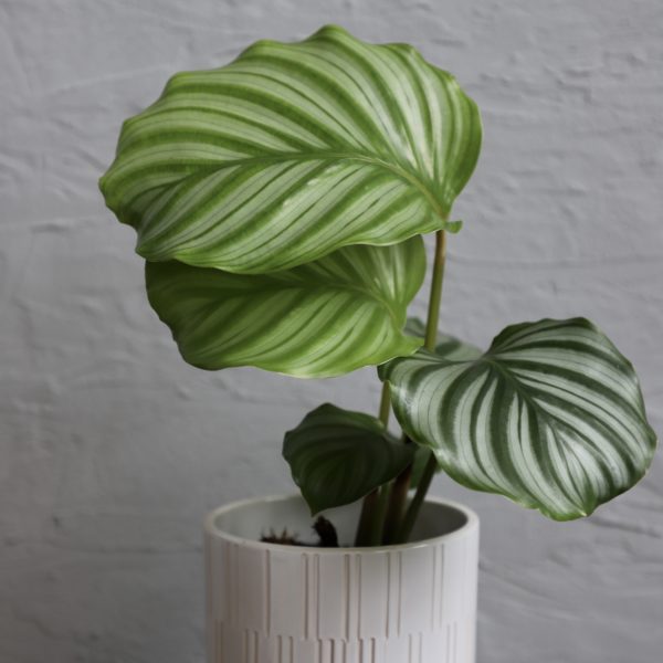 calathea orbifolia