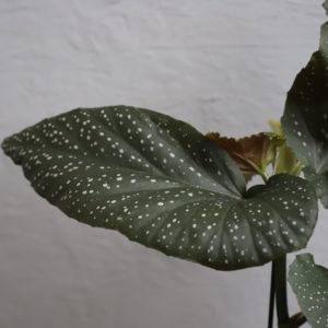 begonia lucerna