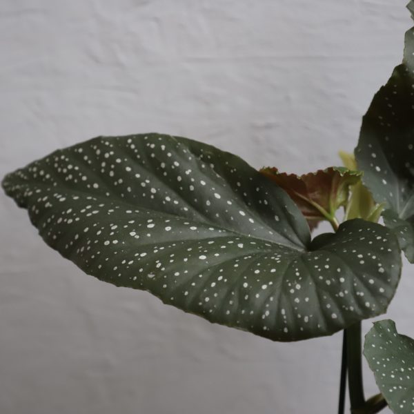 begonia-lucerna-rastlinkovo