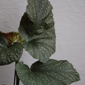 begonia-lucerna-rastlinkovo