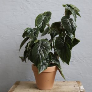 begonia-green-star-rastlinkovo