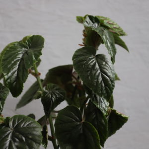 begonia-green-star-rastlinkovo