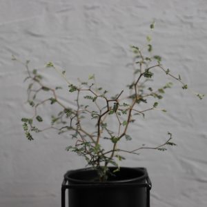 sophora-prostrata-little-baby-rastlinkovo