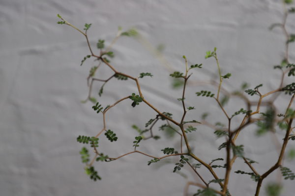 sophora-prostrata-little-baby-rastlinkovo